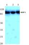 A-Kinase Anchoring Protein 1 antibody, A04451-1, Boster Biological Technology, Western Blot image 