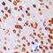 COP9 Signalosome Subunit 5 antibody, LS-C353304, Lifespan Biosciences, Immunohistochemistry frozen image 
