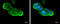 Ribosomal Protein L5 antibody, GTX101821, GeneTex, Immunofluorescence image 