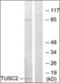 Cyclic nucleotide-gated olfactory channel antibody, orb69951, Biorbyt, Western Blot image 
