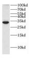 DnaJ Heat Shock Protein Family (Hsp40) Member C27 antibody, FNab02465, FineTest, Western Blot image 