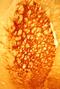 Membrane Metalloendopeptidase antibody, 20066, Immunostar, Immunohistochemistry paraffin image 