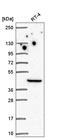 LIM Zinc Finger Domain Containing 1 antibody, HPA061230, Atlas Antibodies, Western Blot image 