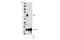 Akt antibody, 75692S, Cell Signaling Technology, Western Blot image 