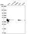 NADH:Ubiquinone Oxidoreductase Subunit A10 antibody, NBP2-57008, Novus Biologicals, Western Blot image 