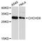 Coiled-Coil-Helix-Coiled-Coil-Helix Domain Containing 6 antibody, A12911, ABclonal Technology, Western Blot image 