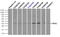 Replication Protein A2 antibody, LS-C114843, Lifespan Biosciences, Flow Cytometry image 