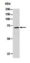 Erythropoietin antibody, orb66769, Biorbyt, Western Blot image 