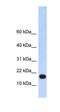 Zinc Finger Protein 493 antibody, orb324630, Biorbyt, Western Blot image 
