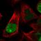 Holliday junction recognition protein antibody, HPA027261, Atlas Antibodies, Immunofluorescence image 