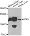 Oxoglutarate Dehydrogenase antibody, LS-C747576, Lifespan Biosciences, Western Blot image 
