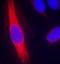 Nitric Oxide Synthase 1 antibody, orb14557, Biorbyt, Immunocytochemistry image 