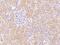 Neuroblastoma breakpoint family member 15 antibody, 207247-T10, Sino Biological, Immunohistochemistry paraffin image 
