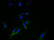 Small Integral Membrane Protein 14 antibody, A61042-100, Epigentek, Immunofluorescence image 