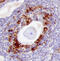 Cathepsin L antibody, AF1515, R&D Systems, Immunohistochemistry paraffin image 
