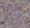 Mitochondrial Ribosomal Protein L34 antibody, FNab05328, FineTest, Immunohistochemistry frozen image 