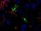 2 ,3 -cyclic-nucleotide 3 -phosphodiesterase antibody, NBP2-50058, Novus Biologicals, Immunofluorescence image 
