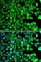 BLOC-1 Related Complex Subunit 7 antibody, LS-C346319, Lifespan Biosciences, Immunofluorescence image 