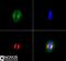 Kinesin Family Member 2A antibody, NB500-180, Novus Biologicals, Immunofluorescence image 