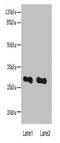 Exosome complex exonuclease RRP43 antibody, orb36073, Biorbyt, Western Blot image 