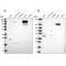 Pyruvate Carboxylase antibody, PA5-60552, Invitrogen Antibodies, Western Blot image 