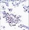 Rho-GDI beta antibody, LS-C156477, Lifespan Biosciences, Immunohistochemistry frozen image 