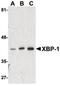 X-Box Binding Protein 1 antibody, LS-B188, Lifespan Biosciences, Western Blot image 