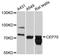Centrosomal protein of 70 kDa antibody, LS-C748904, Lifespan Biosciences, Western Blot image 