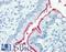 NPC1 Like Intracellular Cholesterol Transporter 1 antibody, LS-B9450, Lifespan Biosciences, Immunohistochemistry frozen image 