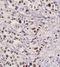 Zinc Finger And BTB Domain Containing 7A antibody, orb11285, Biorbyt, Immunohistochemistry paraffin image 