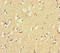 G Protein-Coupled Receptor 156 antibody, LS-C397588, Lifespan Biosciences, Immunohistochemistry paraffin image 