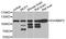 DNA-binding protein SMUBP-2 antibody, STJ29656, St John
