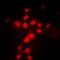 MAF BZIP Transcription Factor antibody, orb214220, Biorbyt, Immunofluorescence image 