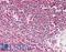 LIM Zinc Finger Domain Containing 2 antibody, LS-B7405, Lifespan Biosciences, Immunohistochemistry frozen image 