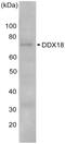 DEAD-Box Helicase 18 antibody, GTX00725, GeneTex, Western Blot image 