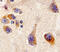 Cerebral dopamine neurotrophic factor antibody, AF5097, R&D Systems, Immunohistochemistry paraffin image 