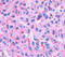 Neuropeptides B And W Receptor 1 antibody, MBS243177, MyBioSource, Immunohistochemistry frozen image 