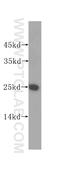 Claudin 9 antibody, 16196-1-AP, Proteintech Group, Western Blot image 
