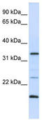 Arginine-Fifty Homeobox antibody, TA342402, Origene, Western Blot image 