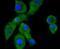Plasminogen Activator, Tissue Type antibody, NBP2-67280, Novus Biologicals, Immunofluorescence image 