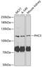 PH3 antibody, GTX32785, GeneTex, Western Blot image 