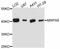 Mitochondrial Ribosomal Protein S9 antibody, A11729, ABclonal Technology, Western Blot image 