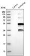 C6orf151 antibody, NBP1-86760, Novus Biologicals, Western Blot image 