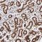 Zinc Finger Protein 146 antibody, HPA003358, Atlas Antibodies, Immunohistochemistry frozen image 