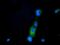 Phosphoribosyl Pyrophosphate Synthetase Associated Protein 2 antibody, NBP2-02893, Novus Biologicals, Immunocytochemistry image 