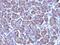 Golgi Zone antibody, NBP2-45185, Novus Biologicals, Immunohistochemistry paraffin image 