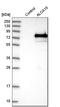 Arachidonate 15-Lipoxygenase antibody, HPA013859, Atlas Antibodies, Western Blot image 