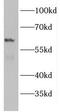 Glycerophosphodiester Phosphodiesterase 1 antibody, FNab03401, FineTest, Western Blot image 