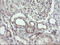 F-Box Protein 42 antibody, LS-C175223, Lifespan Biosciences, Immunohistochemistry frozen image 