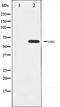 Serine/Threonine Kinase 11 antibody, orb99456, Biorbyt, Western Blot image 